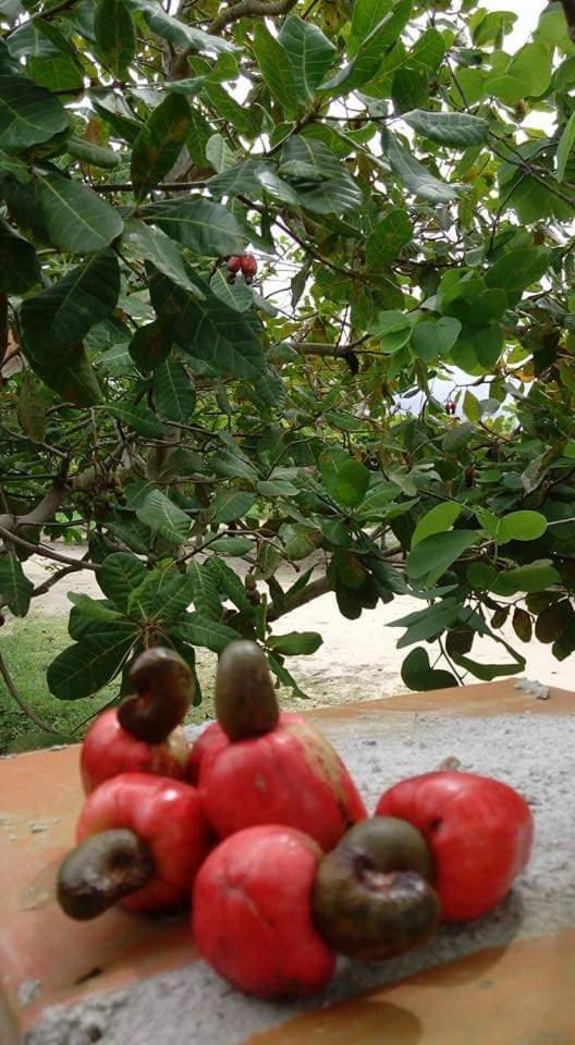 Casa Na Praia Com Piscina Costa Dourada Dış mekan fotoğraf